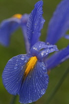 Iris, Spanish iris, ris xiphium, Blue coloured flower growing outdoor.
