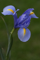 Iris, Spanish iris, ris xiphium, Blue coloured flower growing outdoor.