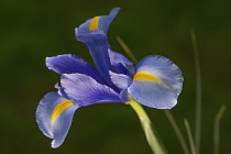 Iris, Spanish iris, ris xiphium, Blue coloured flower growing outdoor.