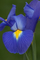 Iris, Spanish iris, ris xiphium, Blue coloured flower growing outdoor.