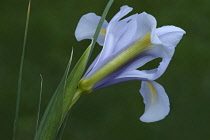 Iris, Spanish iris, ris xiphium, Mauve coloured flower growing outdoor.