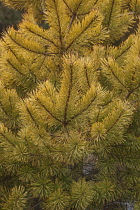 Pine, Scots pine 'Gold Coin', Pinus sylvestris 'Gold Coin', Detail of plant showing pattern.