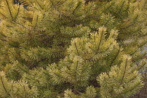 Pine, Scots pine 'Gold Coin', Pinus sylvestris 'Gold Coin', Detail of plant showing pattern.