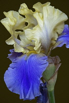 Iris, German Bearded iris, Iris germanica, Studio shot of blue coloured flower.