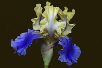 Iris, German Bearded iris, Iris germanica, Studio shot of blue coloured flower.