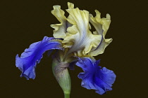 Iris, German Bearded iris, Iris germanica, Studio shot of blue coloured flower.