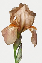 Iris, German Bearded iris, Iris germanica, Studio shot of peach coloured flower.