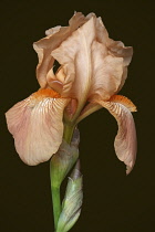 Iris, German Bearded iris, Iris germanica, Studio shot of peach coloured flower.