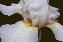 Iris, German Bearded iris, Iris germanica, Studio shot of white coloured flower.