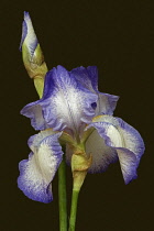 Iris, German Bearded iris, Iris germanica, Studio shot of blue coloured flower.