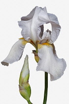 Iris, German Bearded iris, Iris germanica, Studio shot of white coloured flower.