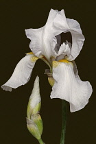 Iris, German Bearded iris, Iris germanica, Studio shot of white coloured flower.