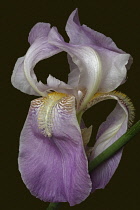 Iris, German Bearded iris, Iris germanica, Studio shot of pink coloured flower.