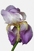 Iris, German Bearded iris, Iris germanica, Studio shot of pink coloured flower.