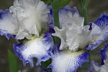 Iris, German Bearded iris, Iris germanica, Blue coloured flower growing outdoor.