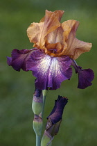 Iris, German Bearded iris, Iris germanica, Purple coloured flower growing outdoor.