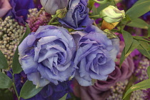 Bouquet, Rose, Rosa x hybrida, Hybrid Tea Rose, as part of colourful display.