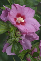 Hibiscus, Hibiscus Rose of Sharon, Hibiscus syriacus, Pink coloured flower gbrowing outdoor.