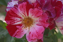 Rose, Hybrid Tea Rose, Rosa x hybrida, Red coloured  flower growing outrdoor.