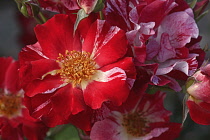 Rose, Hybrid Tea Rose, Rosa x hybrida, Red coloured  flower growing outrdoor.