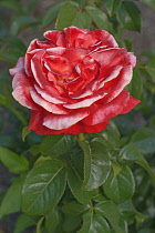 Rose, Hybrid Tea Rose, Rosa x hybrida, Red coloured  flower growing outrdoor.