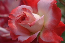 Rose, Hybrid Tea Rose, Rosa x hybrida, Red coloured  flower growing outrdoor.