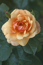 Rose, Hybrid Tea Rose, Rosa x hybrida, Peach coloured  flower growing outrdoor.