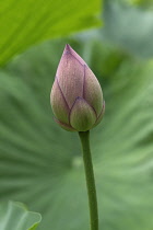 Lotus, Sacred lotus, Nelumbo nucifera, Single bud growing outdoor.