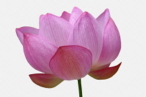 Lotus, Sacred lotus, Nelumbo nucifera, Studio shot of pink coloured flower.