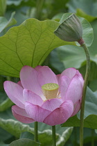 Lotus, Sacred lotus, Nelumbo nucifera,  Pink coloured flower growing outdoor.