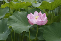 Lotus, Sacred lotus, Nelumbo nucifera,  Pink coloured flower growing outdoor.
