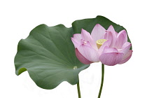 Lotus, Sacred lotus, Nelumbo nucifera,  Pink coloured flower cut out from its background.