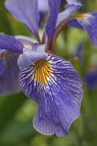 Iris, Siberian Flag, Iris sibirica, Mauve coloured flower growing outdoor.