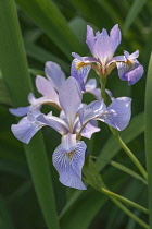 Iris, Siberian Flag, Iris sibirica, Mauve coloured flower growing outdoor.