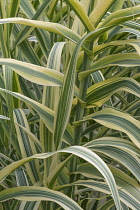 Spriped giant reed, Arundo donax 'Variegata', Growing outdoor showing varigated leaves.