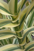 Spriped giant reed, Arundo donax 'Variegata', Growing outdoor showing varigated leaves.