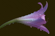 Swamp lily, Crinum x powellii, Studio side view of pink coloured trumpet shape flower.