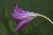 Swamp lily, Crinum x powellii, Side view of pink coloured trumpet shape flower.