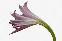 Swamp lily, Crinum x powellii, Studio side view of pink coloured trumpet shape flower.