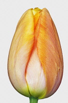 Tulip, Didier's Tulip, Tulipa x gesneriana, Studio shot close up of orange coloured flower.