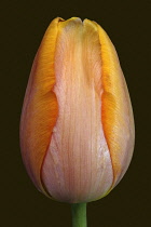 Tulip, Didier's Tulip, Tulipa x gesneriana, Studio shot close up of orange coloured flower.