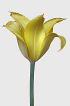 Tulip, Didier's Tulip, Tulipa x gesneriana, Studio shot close up of yellow coloured flower.