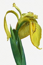 Iris, Ussuri iris, Iris maackii, Studio close up shot of yellow coloured flower.