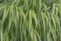 Grass, Golden hakonechloa	Hakonechloa macra 'Aureola', Growing outdoor.