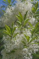 Fringe Tree, Chionanthus virginicus, White coloured flowers growing on the tree