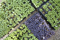 Basil, Ocimum basilicum, Tray of purple herbs next to various green varieties.