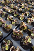 Begonia, Trays of plants outdoor.