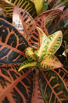 Croton, Joseph's Coat, Codiaeum variegateum 'Petra', Close up detail of leaves showing variegated pattern.