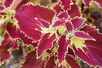 Coleus Solenostemon Glory of Luxembourg, Close up detail showing red coloured leaves.