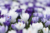 Crocus, Mass of white and mauve coloured flowers growing outodoor.
